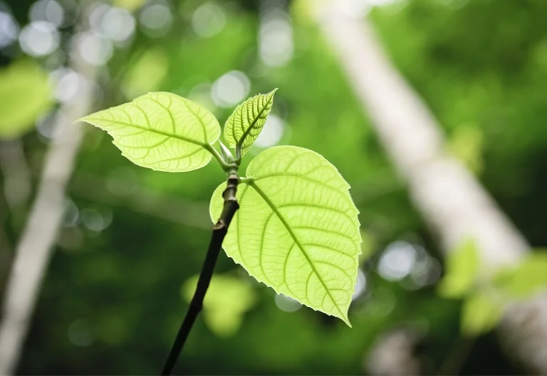 Nature Recovery: From Local to Global Approaches